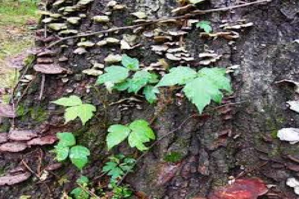 Blue Lotus Akademi / Holistik Şifa-Poison ivy ya da Zehirli Suçluluk